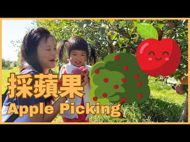 All about Apple Picking for Kids in Chinese 採蘋果 | Outdoor Learning in Chinese 戶外體驗學習中文