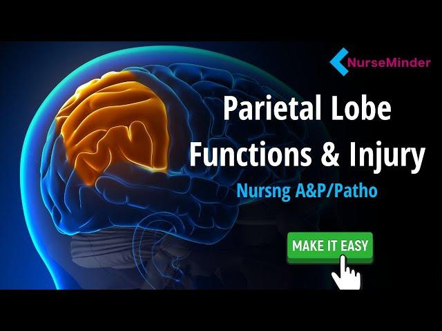 Parietal Lobe Study Tips for Nursing Students