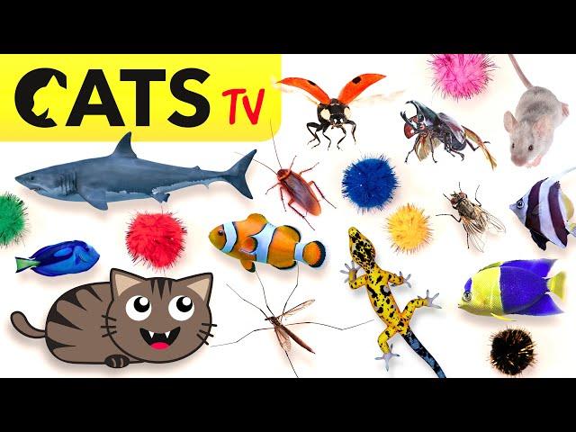 CAT GAMES 🪳 2024 Ultimate CATS TV Compilation  4K 60 FPS [5 HOURS]