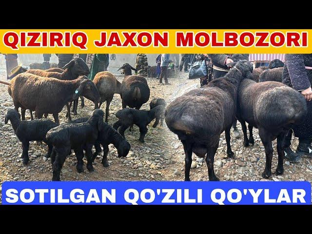 SOTILGAN QO'ZILI QO'YLAR NARXLARI QIZIRIQ JAXON MOLBOZORIDAN 22.12.2024