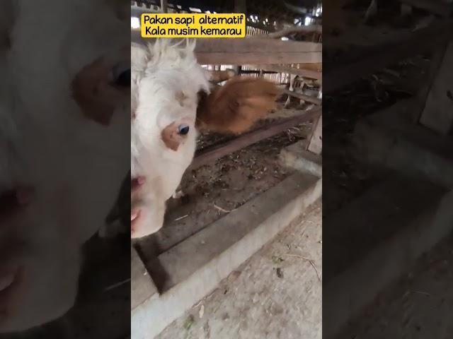 pakan sapi alternatif saat kemarau