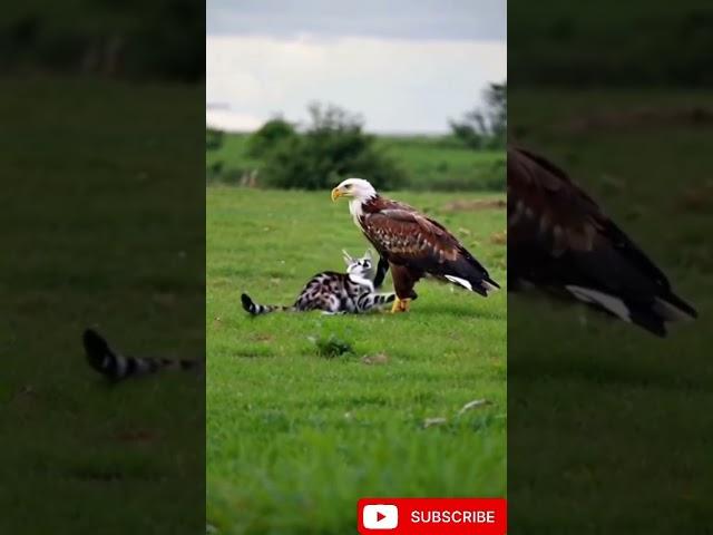 Eagle play with cat#eagle #cat#youtubeshorts