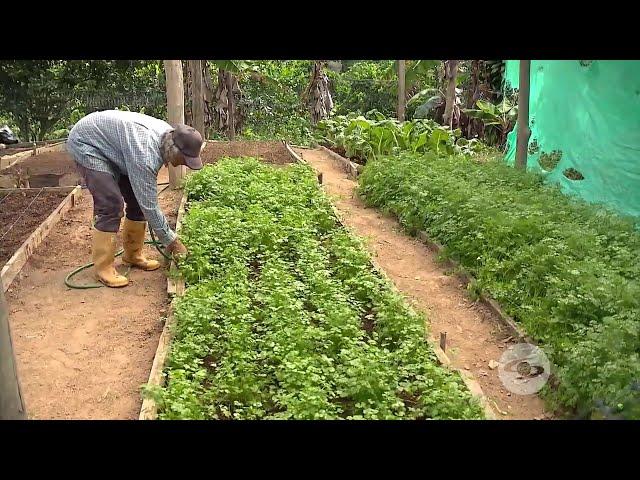 Paso a paso: un agricultor enseña cómo sembrar cilantro correctamente - La Finca de Hoy