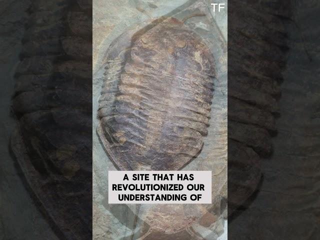 Giant Trilobite Fossil Found in Fezouata, Morocco!  | Ancient Sea Creature Unearthed!