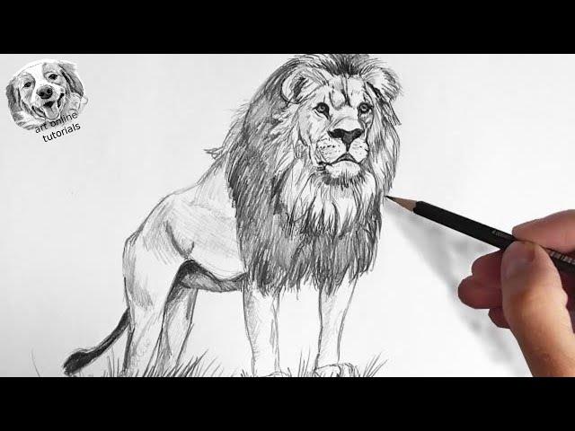 How to Draw a Lion with Pencil Very Easy and Step by Step