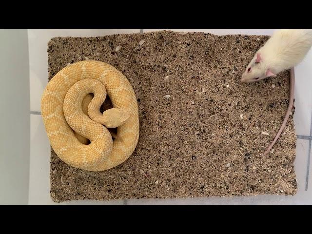 Feeding Albino Western Diamondback Rattlesnake