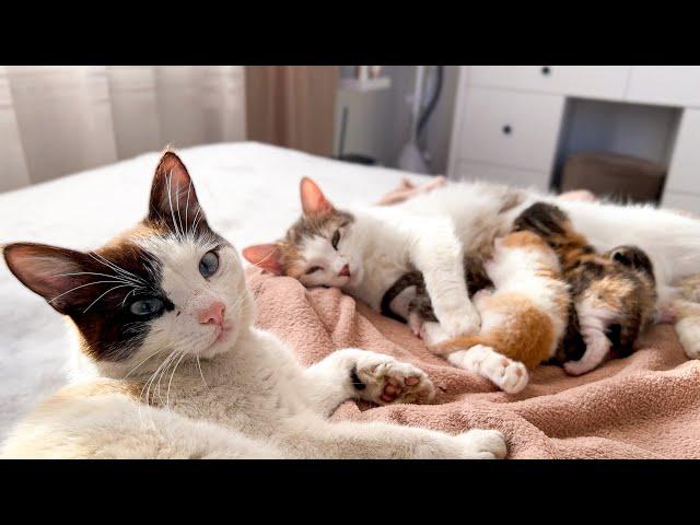 Dad Cat Protects Mom Cat with Tiny Kittens [Cuteness Overload]