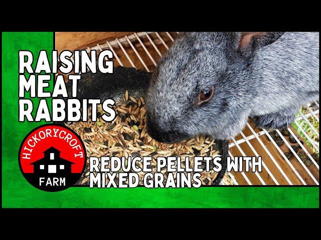 Raising MEAT RABBITS: Reduce Pellets By Introducing A Mixed Grain Diet