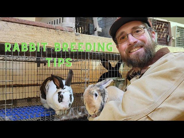 WATCH this before breeding rabbits! The rabbit breeding process