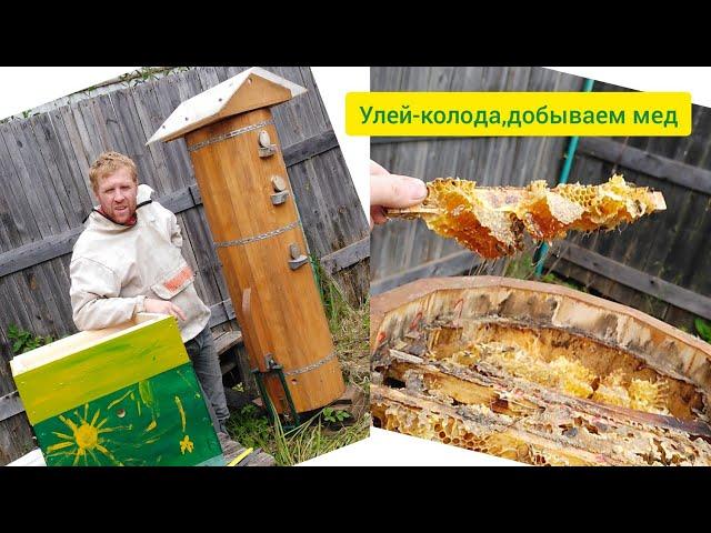 Улей-колода 2021 Как мы мед добывали