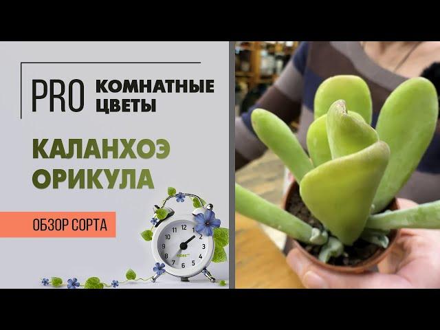 Каланхоэ Орикула - необычный суккулент с интересными листьями. Обзор сорта. Растение южного окна.