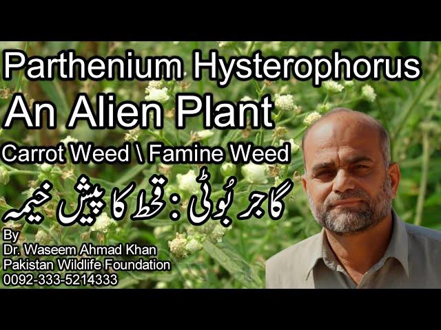 Grass Weed A Threat to Crops of Pakistan | Gajar Booti Ko Control Karnay Ka Tarika | Parthenium