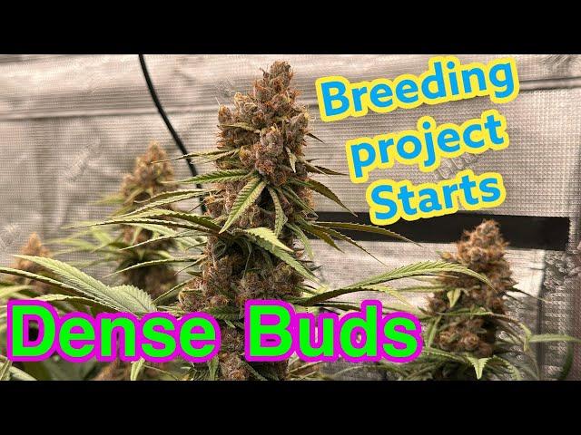 Growing dense buds - breeding project