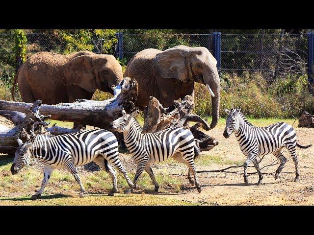 Dallas Zoo's World-Renowned Giants of the Savanna in 20 Seconds