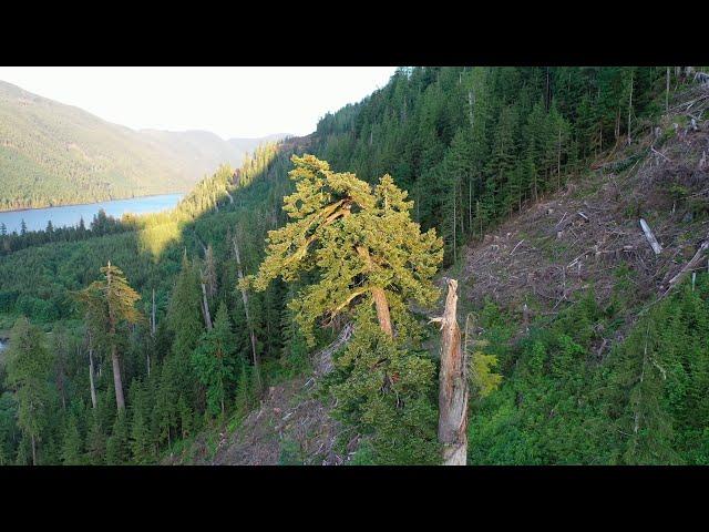 DJI Mavic Pro 2 Footage 2019 4K - 90 Meter Tree in Canada - Point of interest mode