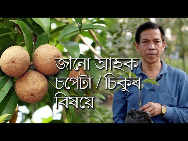 জানো আহক চপেটা/চিকুৰ বিষয়ে | What is a Chickoo / Sapodilla ? | Parijat Nursery Jorhat