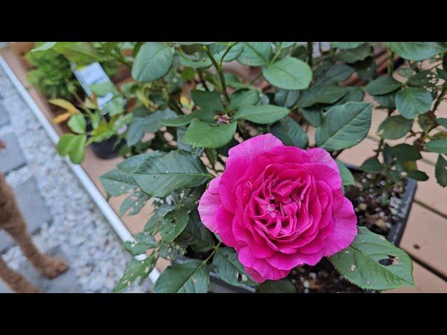 Pruning Coreopsis and Roses for Continuous Summer Blooms | Maryland 7B