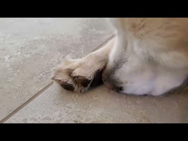  ‍ Dog ASMR Licking & Grooming His Paw For Two Hours - Looped / Repeated  No Talking For Sleep