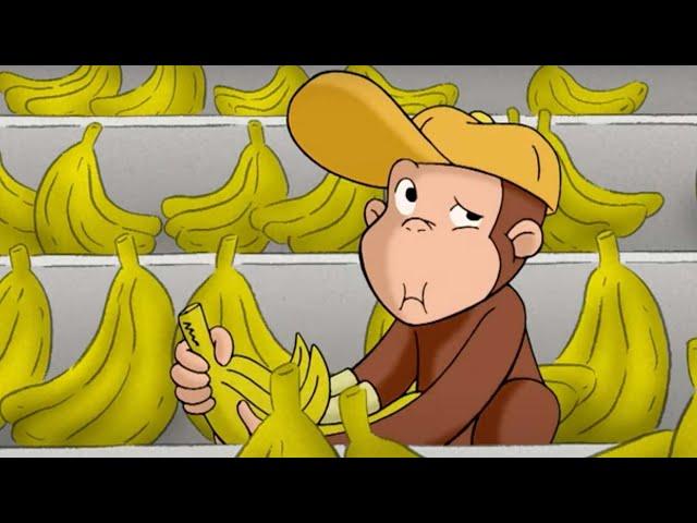 Curioso Come George  George ottiene un lavoro Cartoni per Bambini