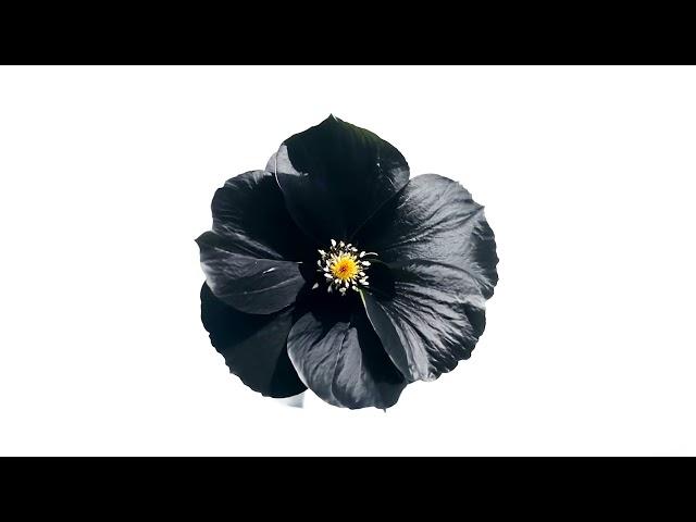 Underworld - Black Poppies (Official Visualiser)