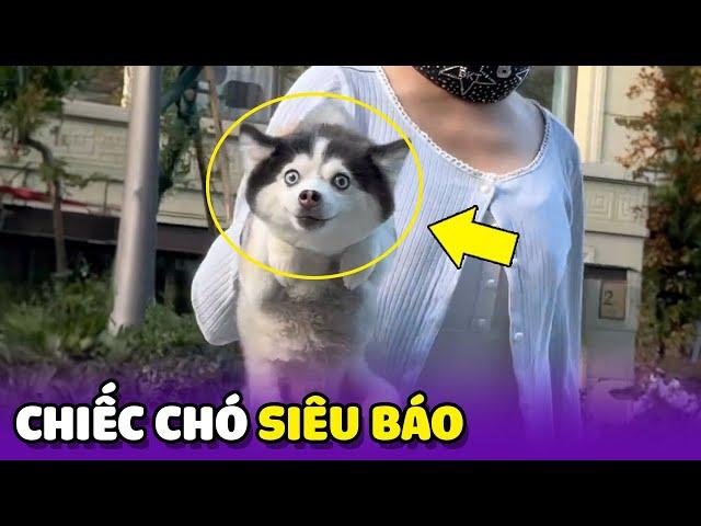 Thành quả của Chiếc Chó lai giữa "Husky" và Chihuahua 