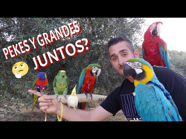 ¿pueden vivir LOROS grandes y pequeños juntos en jaulas o voladeras?¿si o no ?