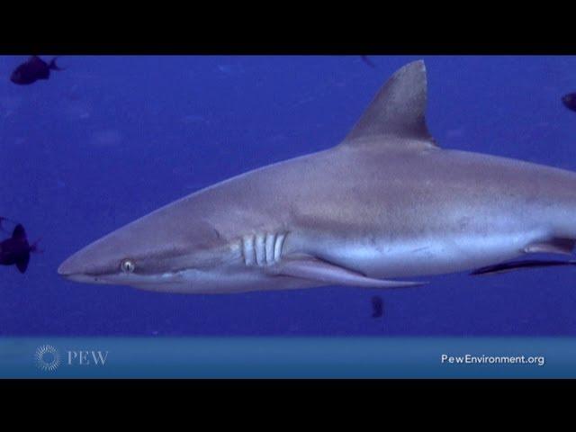 Sharks: 21 Fast Facts About Conservation and Global Threats | Pew