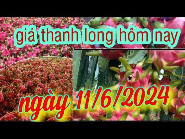 giá thanh long hôm nay ngày 11/6/2024