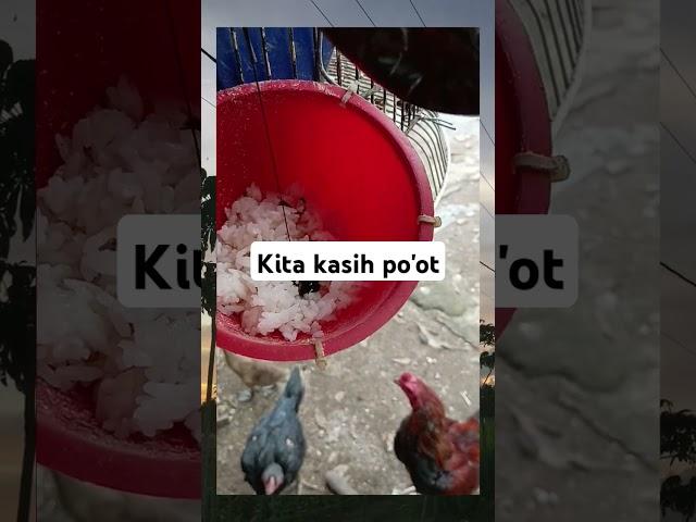 Asupan semua #memes #ayam #videoviral #labubu #birds #funny #chicken #lucu #rooster