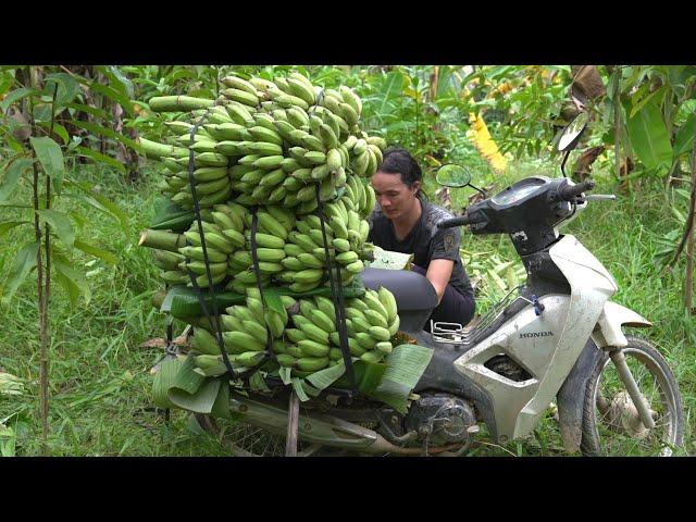 Harvest bananas to sell ,  Vang Hoa