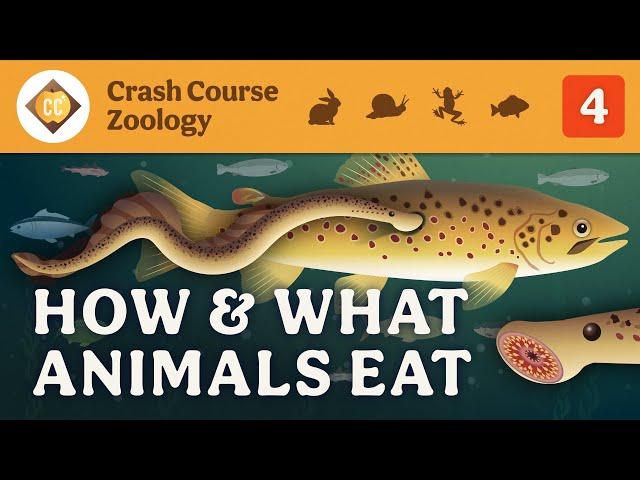 How & What Animals Eat: Crash Course Zoology #4