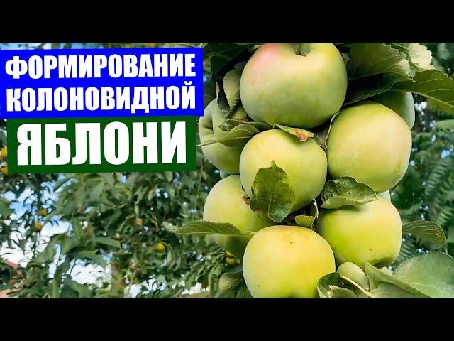 Колоновидная яблоня. Как правильно формировать колоновидную яблоню. Разбор ошибок при формировании