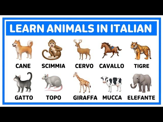 Learn animals in Italian  | Learn italian #learn_italian #italian