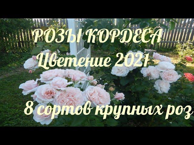 РОЗЫ КОРДЕСА.8 сортов крупных роз.Часть 1.