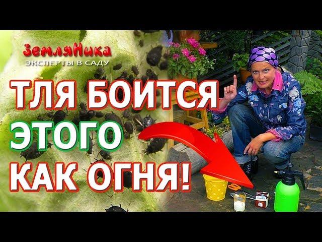 Супер способ как УНИЧТОЖИТЬ ВСЮ ТЛЮ на своем участке! Как избавиться от тли без химии!