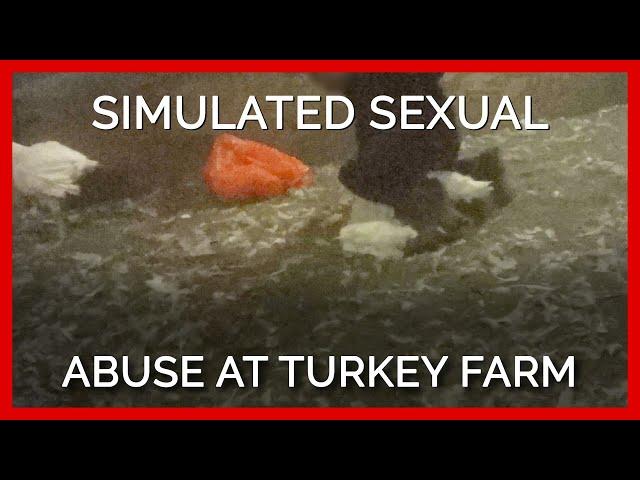 Worker Simulates Raping Turkey at ‘Humane’ Farm Supplying Top Grocers