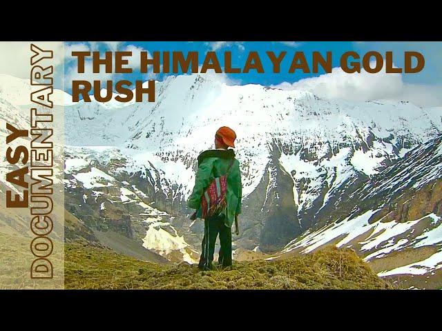 The Himalayan Gold Rush: Seeking Yarsagumbu - Full Easy Documentary