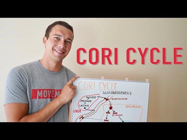 What is the Cori Cycle? | Gluconeogenesis Explained Simply