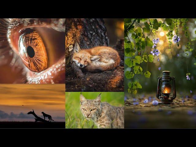 BEST PHOTOGRAPHY | VARUN ADITHYA  | WILD | NATURE | ANIMALS