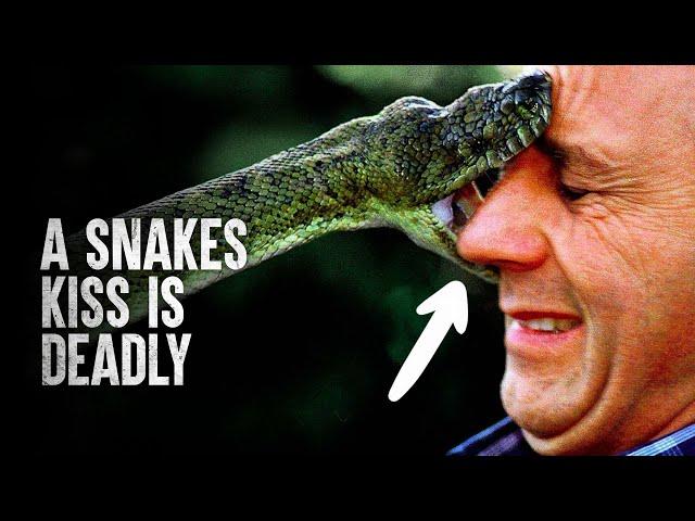 6 Snake Attacks You Wish you Never Saw