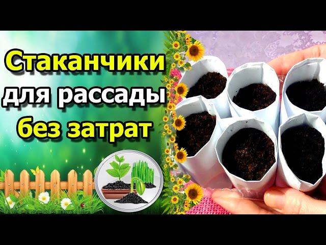 СТАКАНЧИКИ ДЛЯ РАССАДЫ БЕЗ ЗАТРАТ. Делаем своими руками.