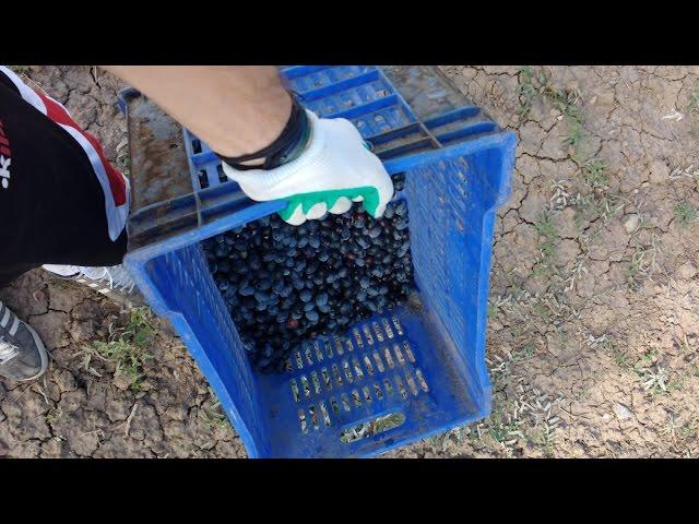 Time to Harvest - Hasat Zamanı