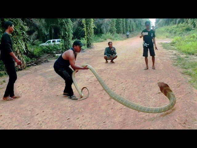 VIRAL..!! FIGURE OF KING COBRA GOLDEN GIANT KALIMANTAN | SNAKE | KING COBRA