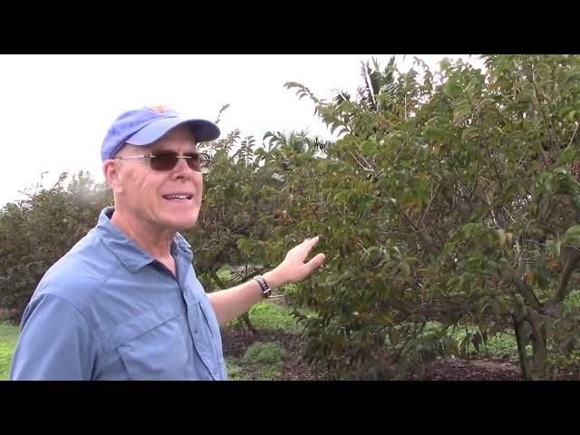 Spreading Disease To Fruit Trees On Purpose