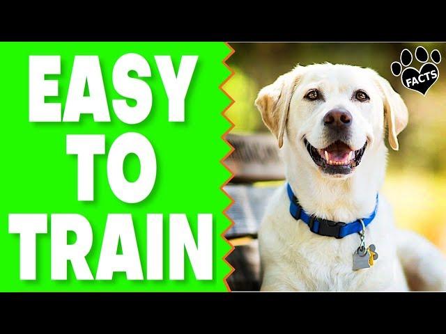 Top 10 Easy to Train Dog Breeds That Will Steal Your Heart - Dogs 101