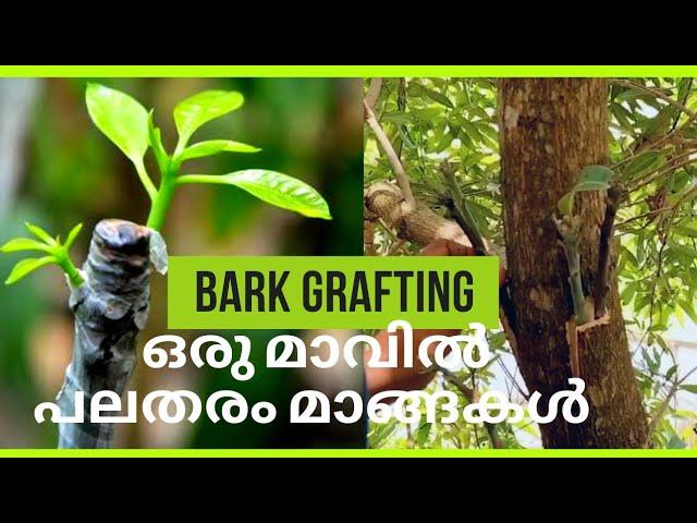 MULTIPLE VARIETIES ON A SINGLE TREE/GRAFTING TECHNIQUE/BARKGRAFTING EXPLAINED IN MALAYALAM