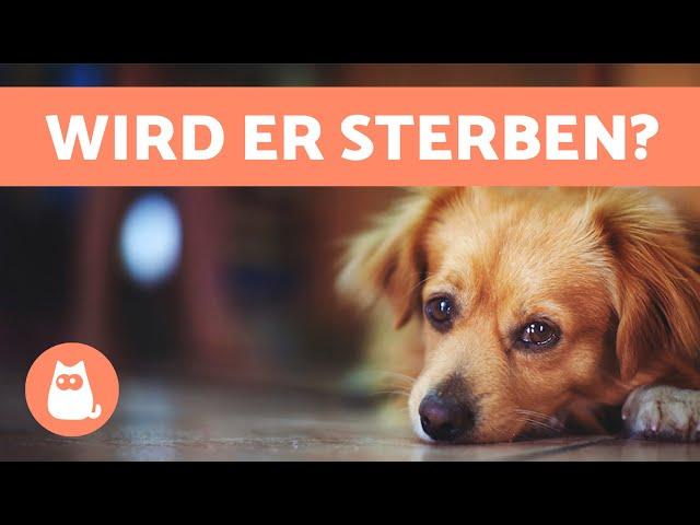 10 ANZEICHEN, dass ein HUND STIRBT  Kritische Symptome nicht ignorieren