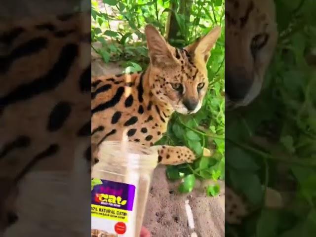 Wild Animals React to Catnip! FUNNY