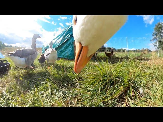 Our Farm from a Goose POV (GoPro Goose)