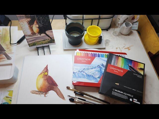 Watercolor Crayon: Caran D'Ache Neocolor 2 painting of a Cardinal